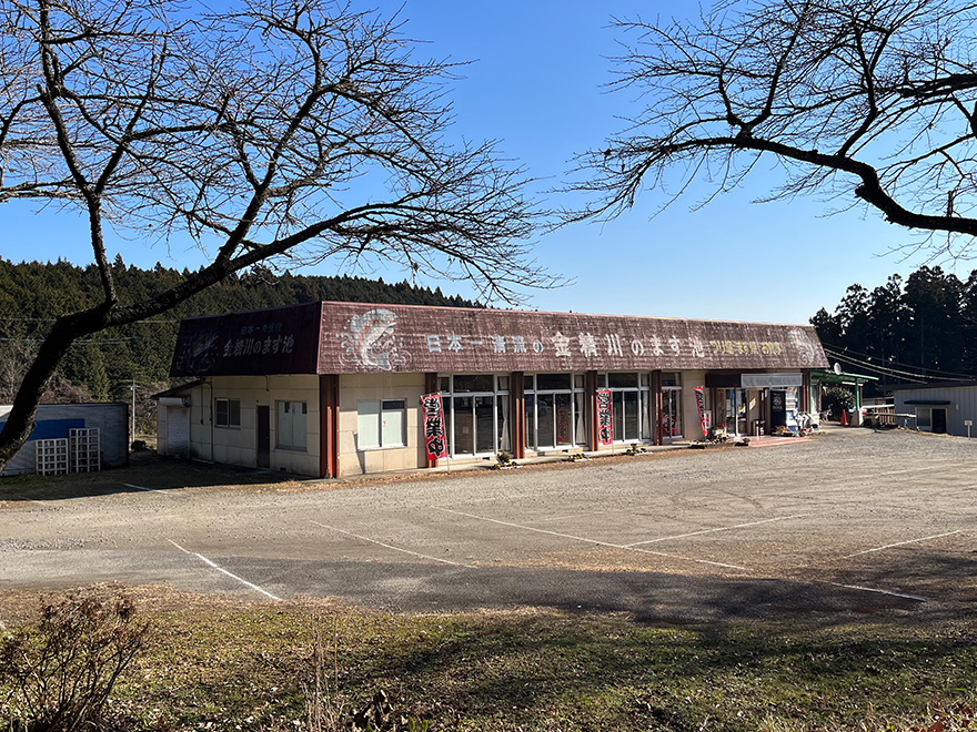 金精川のます池